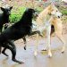 Bemina Man Held After Video Of Shooting Dog With 12 Bore Rifle Goes Viral