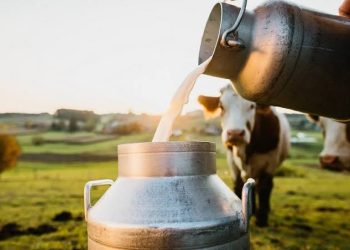 CBK Produce Chargesheet Against Accused For Registering Milk Unit On Fake Documents