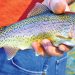 Month on, Trout Farms Sans Feed; Farmers Seek LG’s Intervention