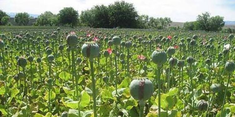Poppy over 107 Kanals destroyed at Anantnag