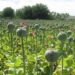 Poppy over 107 Kanals destroyed at Anantnag