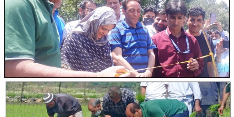 Agriculture department kashmir celebrates (thaejkaad) paddy transplanting day