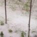 Massive Hailstorm Wreaks Havoc To Orchards Across Parts of North Kashmir Districts