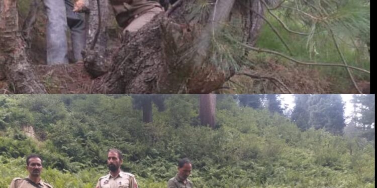 5 Days On, ‘Man-eater’ Leopard in Boniyar Remains Elusive for Search Teams