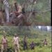 5 Days On, ‘Man-eater’ Leopard in Boniyar Remains Elusive for Search Teams