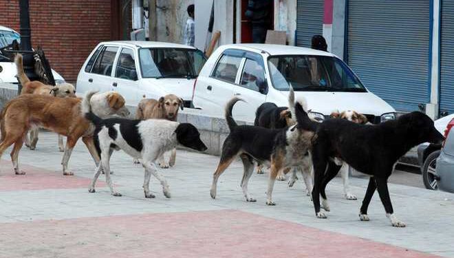 Dogs Strike Terror In Bandipora’s Ajas, 23 Bitten In 4 Days