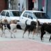 Dogs Strike Terror In Bandipora’s Ajas, 23 Bitten In 4 Days