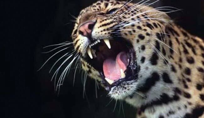 Leopard Kills Minor Girl in Gopalpora Anantnag