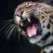 Leopard Kills Minor Girl in Gopalpora Anantnag