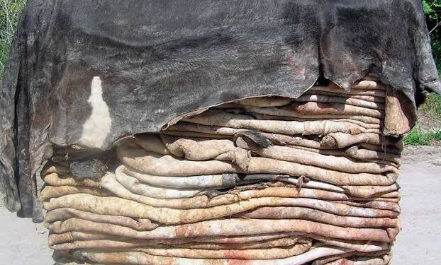 GCC Appeals for Proper Disposal of Qurbani Offal, Animal Skins/Hides