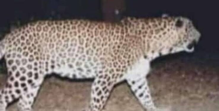 Suspected Man-eater Leopard Hunted Down in Chollan Uri