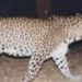 Suspected Man-eater Leopard Hunted Down in Chollan Uri