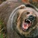Elderly Woman Killed in Bear Attack in Anantnag