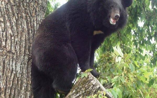 Elderly man injured in bear attack in Uri