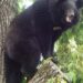 Elderly man injured in bear attack in Uri
