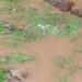 Flash Floods Cause Damage To Agricultural Fields In Lolab Kupwara