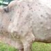 38083 animals affected by lumpy skin disease in J&K, 213250 recovered so far: Govt