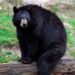 60-Year-Old Man Injured In Bear Attack in Handwara