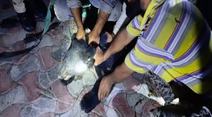 Bear, Cub Finally Captured In Srinagar