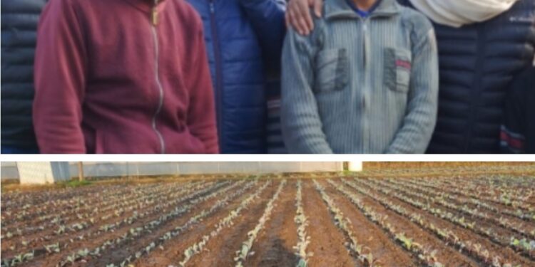Director Agriculture Kashmir visits Vegetable farm Sumbal, Bandipora