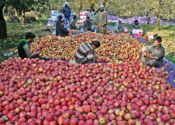 Drop In Kashmir Apple Prices Due To Bumper Harvest: Centre