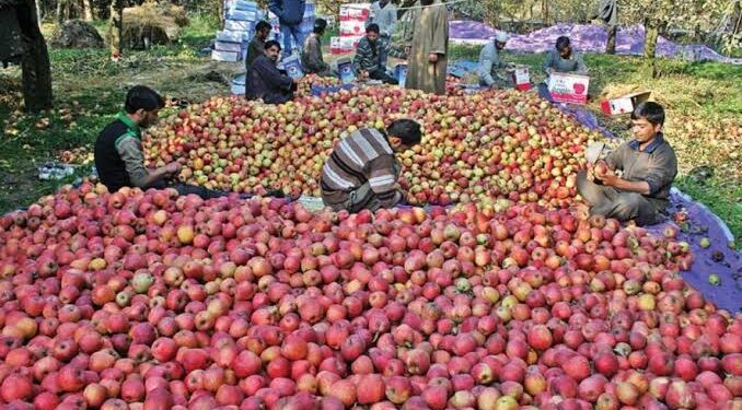 Drop In Kashmir Apple Prices Due To Bumper Harvest: Centre