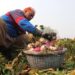 Kindling the vegetable revolution: J&K goes the hi-tech way