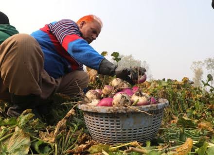 Kindling the vegetable revolution: J&K goes the hi-tech way
