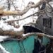 2 houses damaged after Chinar tree branch falls on them in Uri