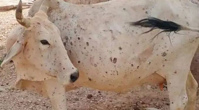 Lumpy Skin Disease: Govt declares J&K as ‘Free area’ for purposes of PCICDA Act 2009