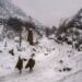 Cold conditions intensify in J&K