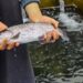 Revolutionizing Fish Farming in J&K