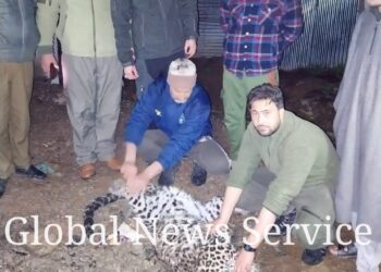 Leopard Trying to Cross Road Hit By Unknown Vehicle in Achabal Anantnag, Dies