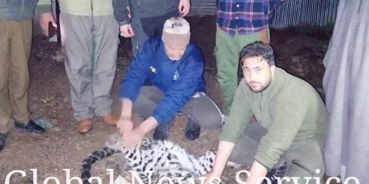 Leopard Trying to Cross Road Hit By Unknown Vehicle in Achabal Anantnag, Dies