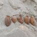 05 Rusted Grenades Recovered in Akhnoor
