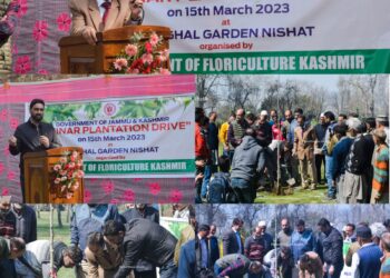 Floriculture Department Starts Mega Chinar Plantation Drive in Srinagar