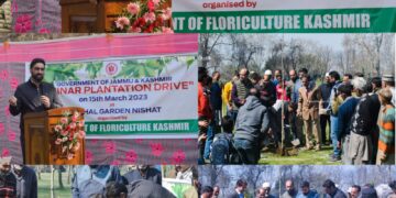 Floriculture Department Starts Mega Chinar Plantation Drive in Srinagar