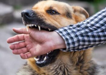 Stray Dogs Leave 2 Wounded in Tekipora Kupwara