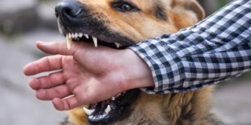 Stray Dogs Leave 2 Wounded in Tekipora Kupwara