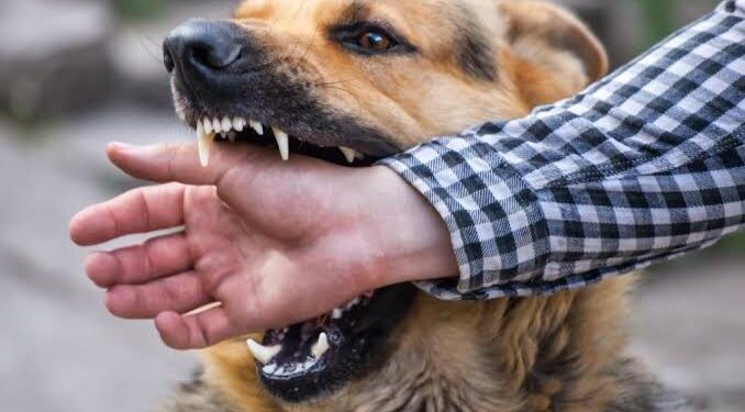 Stray Dogs Leave 2 Wounded in Tekipora Kupwara