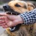 Stray Dogs Leave 2 Wounded in Tekipora Kupwara