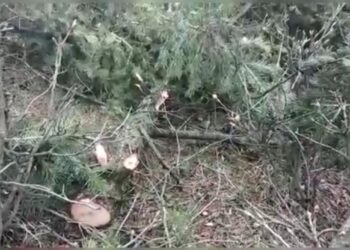 Relentless Felling of Trees in Keller Shopian Forests Cause of Concern for Local Populace