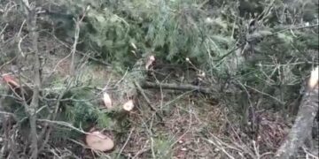 Relentless Felling of Trees in Keller Shopian Forests Cause of Concern for Local Populace