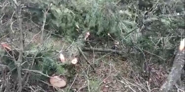 Relentless Felling of Trees in Keller Shopian Forests Cause of Concern for Local Populace