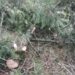 Relentless Felling of Trees in Keller Shopian Forests Cause of Concern for Local Populace