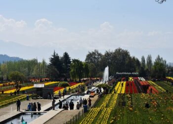 Tulip Garden Sustains Rare 33 Day-Stint This Year, Pulls Highest Ever Number of Visitors