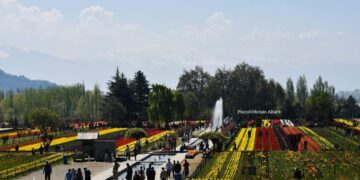 Tulip Garden Sustains Rare 33 Day-Stint This Year, Pulls Highest Ever Number of Visitors