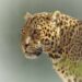 Leopard Leaves 2 Persons Injured in Pahalgam