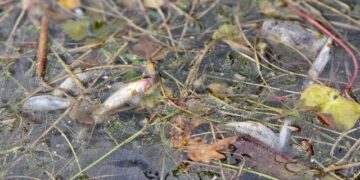 NC seeks probe into mass fish deaths in Dal Lake