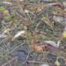 NC seeks probe into mass fish deaths in Dal Lake